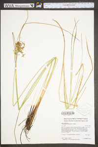 Juncus effusus var. pylaei image