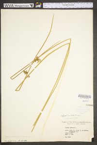 Juncus effusus var. solutus image