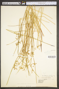 Juncus effusus var. solutus image