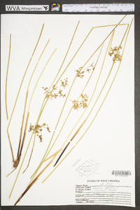 Juncus effusus var. solutus image