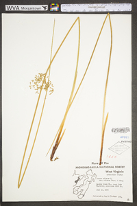 Juncus effusus var. solutus image