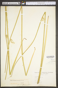 Juncus effusus var. solutus image