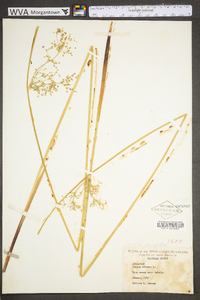 Juncus effusus var. solutus image