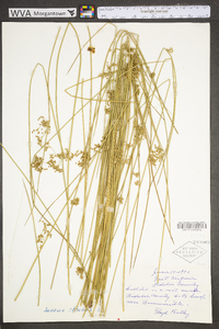 Juncus effusus var. solutus image