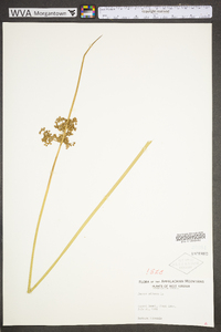 Juncus effusus var. solutus image