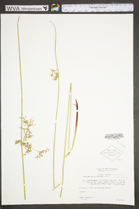 Juncus effusus var. solutus image