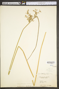 Juncus effusus var. solutus image