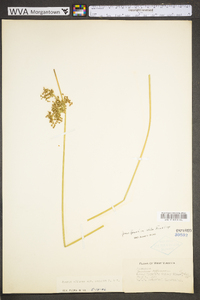 Juncus effusus var. solutus image