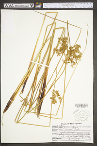 Juncus effusus var. solutus image