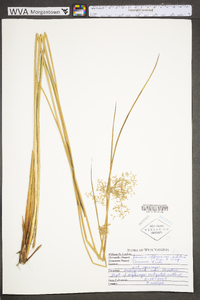 Juncus effusus var. solutus image