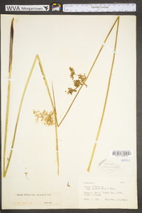 Juncus effusus var. solutus image