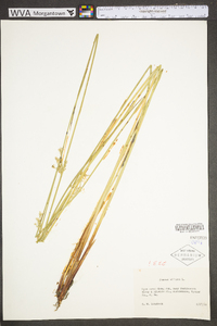 Juncus effusus var. solutus image