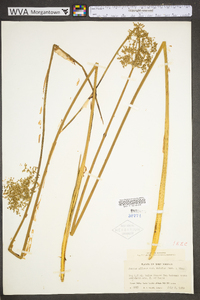 Juncus effusus var. solutus image