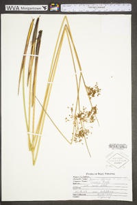 Juncus effusus var. solutus image