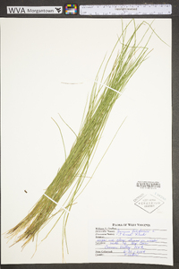 Juncus filiformis image