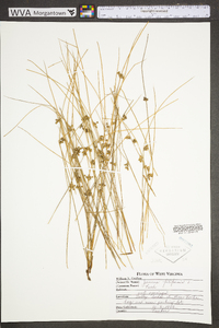 Juncus filiformis image