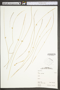 Juncus filiformis image