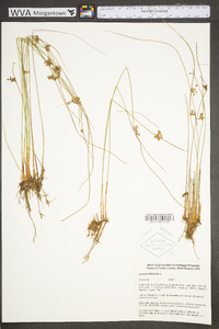 Juncus filiformis image