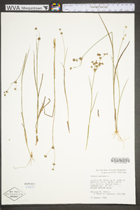 Juncus nodosus var. nodosus image