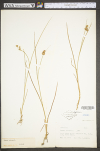 Juncus nodosus image