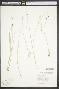 Juncus nodosus var. nodosus image