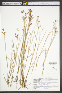 Juncus nodosus var. nodosus image