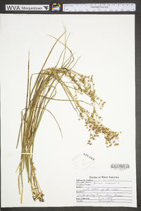 Juncus nodosus image