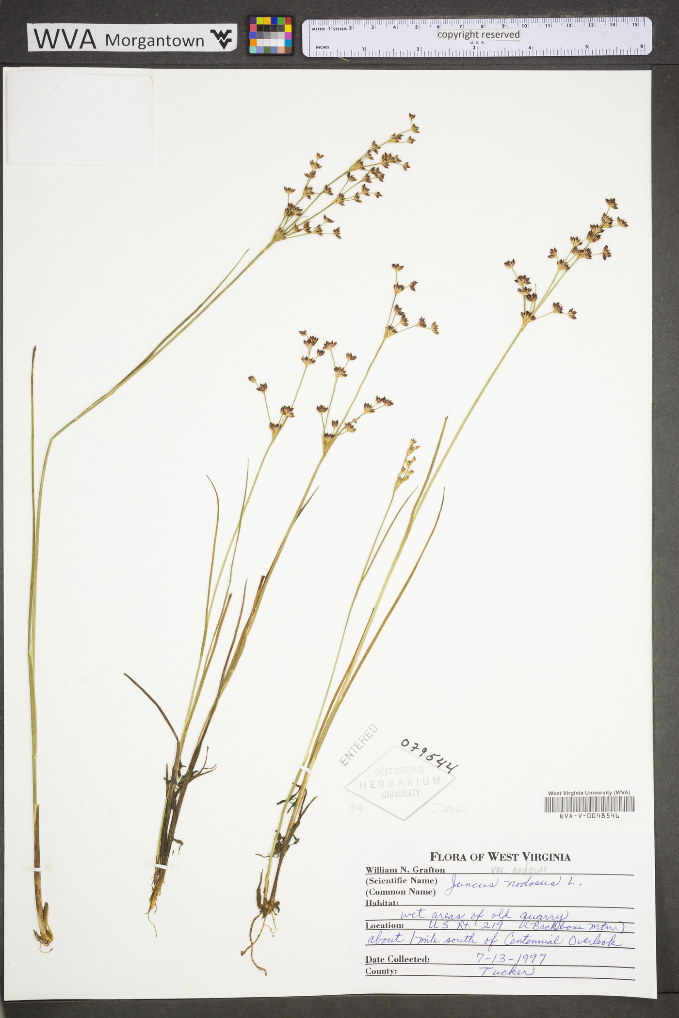 Juncus nodosus var. nodosus image