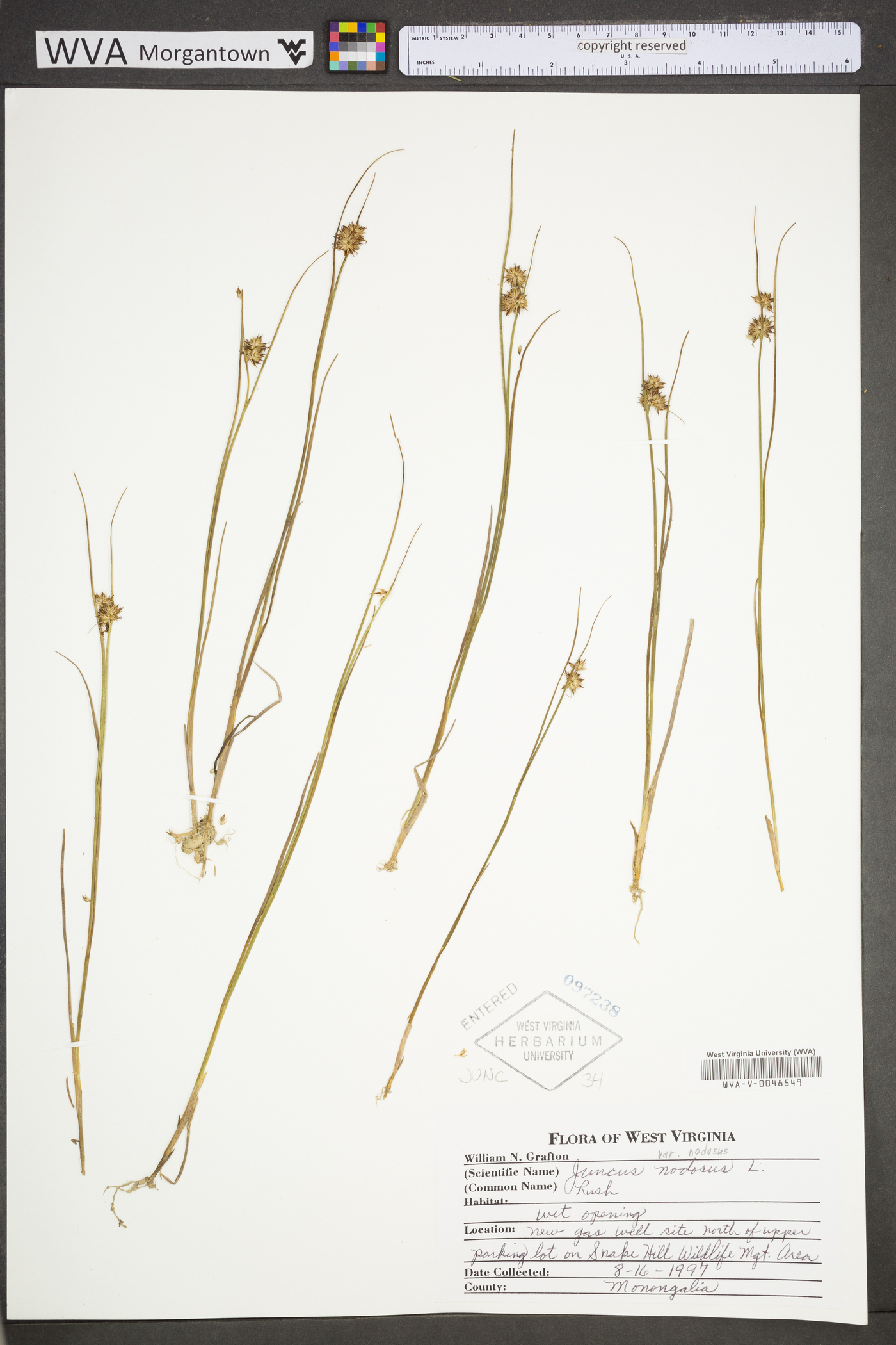 Juncus nodosus var. nodosus image