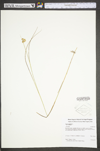 Juncus nodosus var. nodosus image