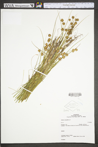 Juncus scirpoides image