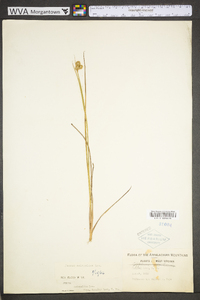 Juncus scirpoides image