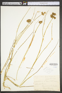 Juncus scirpoides image