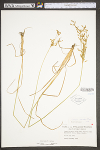 Juncus secundus image