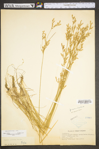 Juncus secundus image