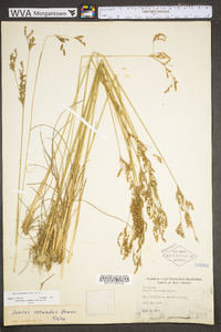 Juncus secundus image