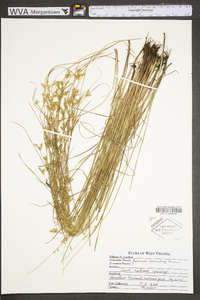 Juncus secundus image