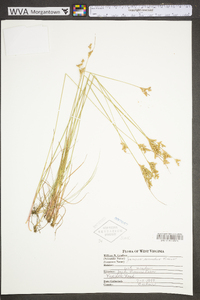 Juncus secundus image