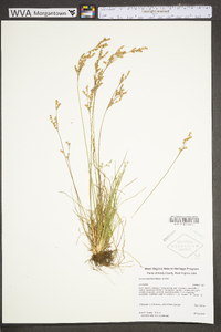 Juncus secundus image