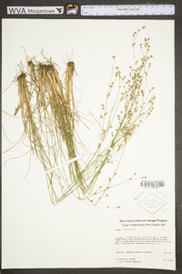 Juncus secundus image