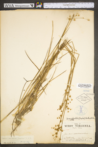 Juncus subcaudatus image