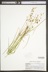 Juncus subcaudatus image