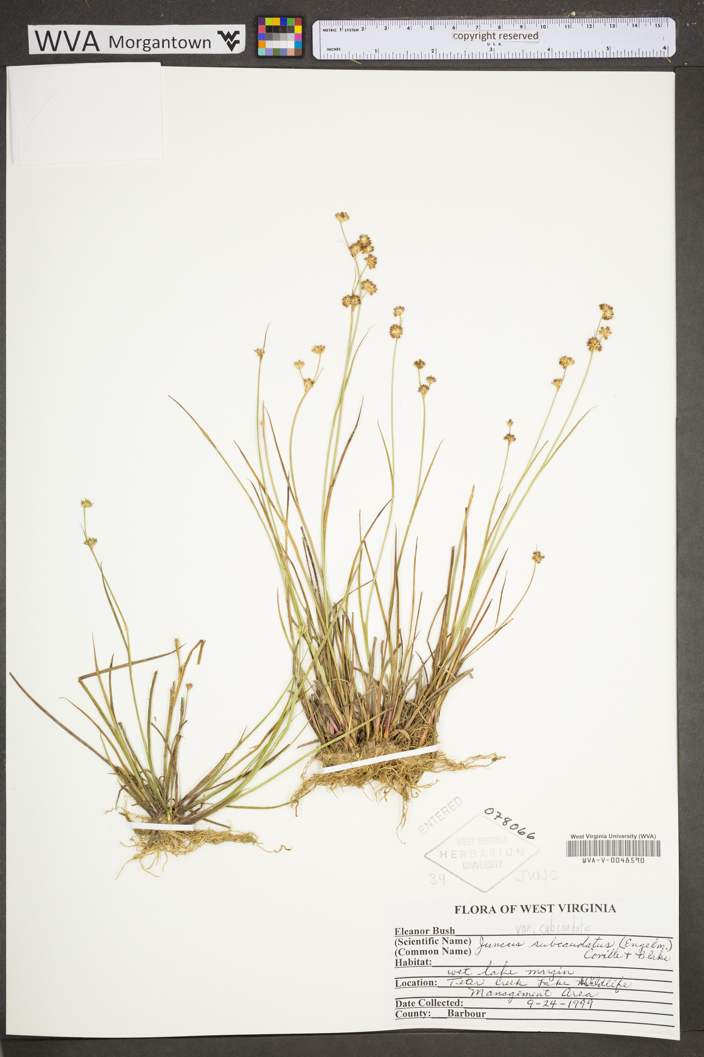 Juncus subcaudatus var. subcaudatus image