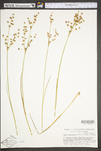 Juncus subcaudatus image