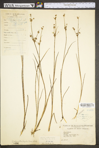 Juncus subcaudatus image