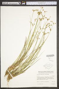 Juncus subcaudatus image