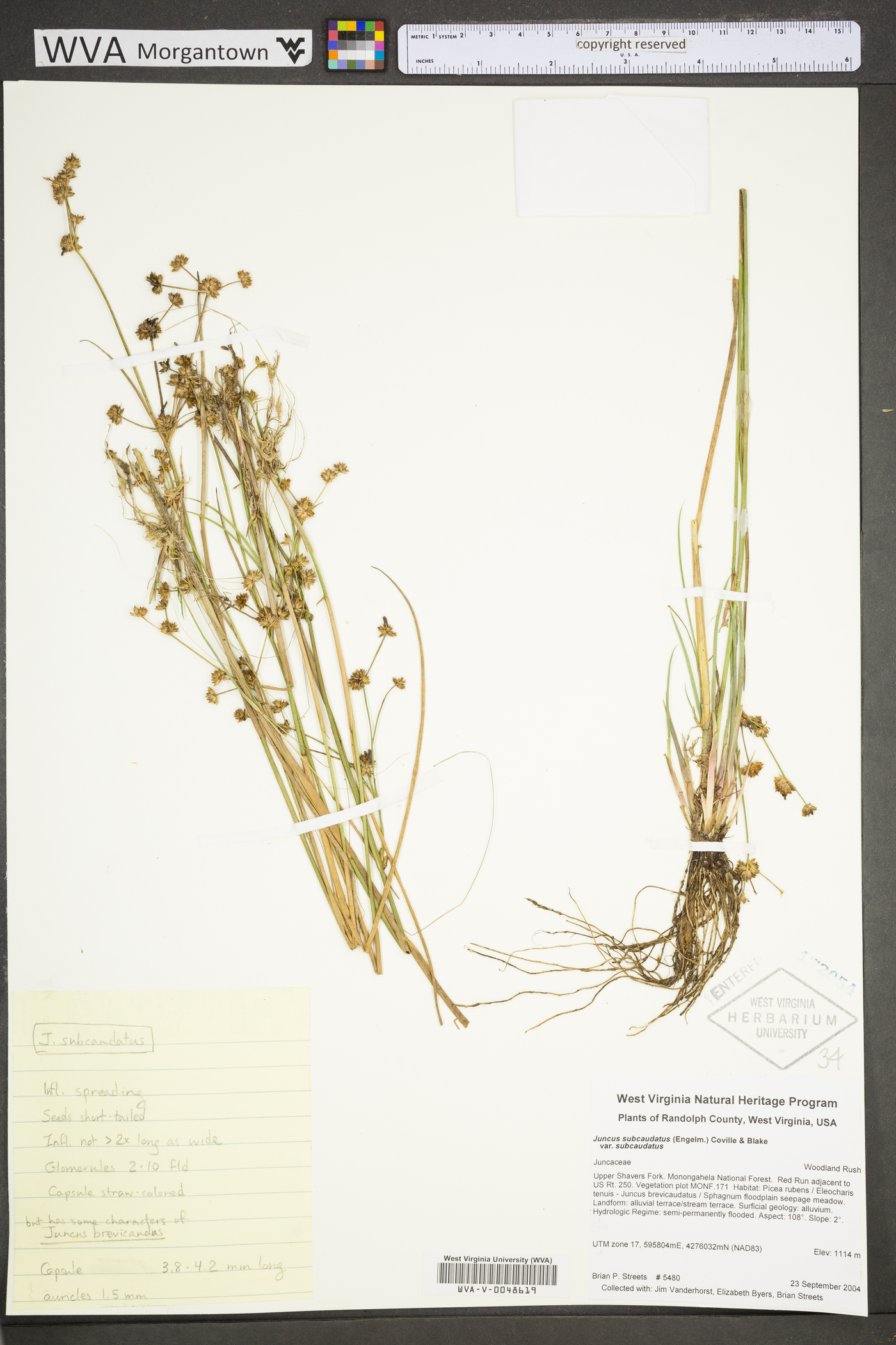 Juncus subcaudatus var. subcaudatus image