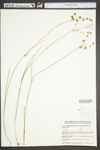 Juncus subcaudatus image