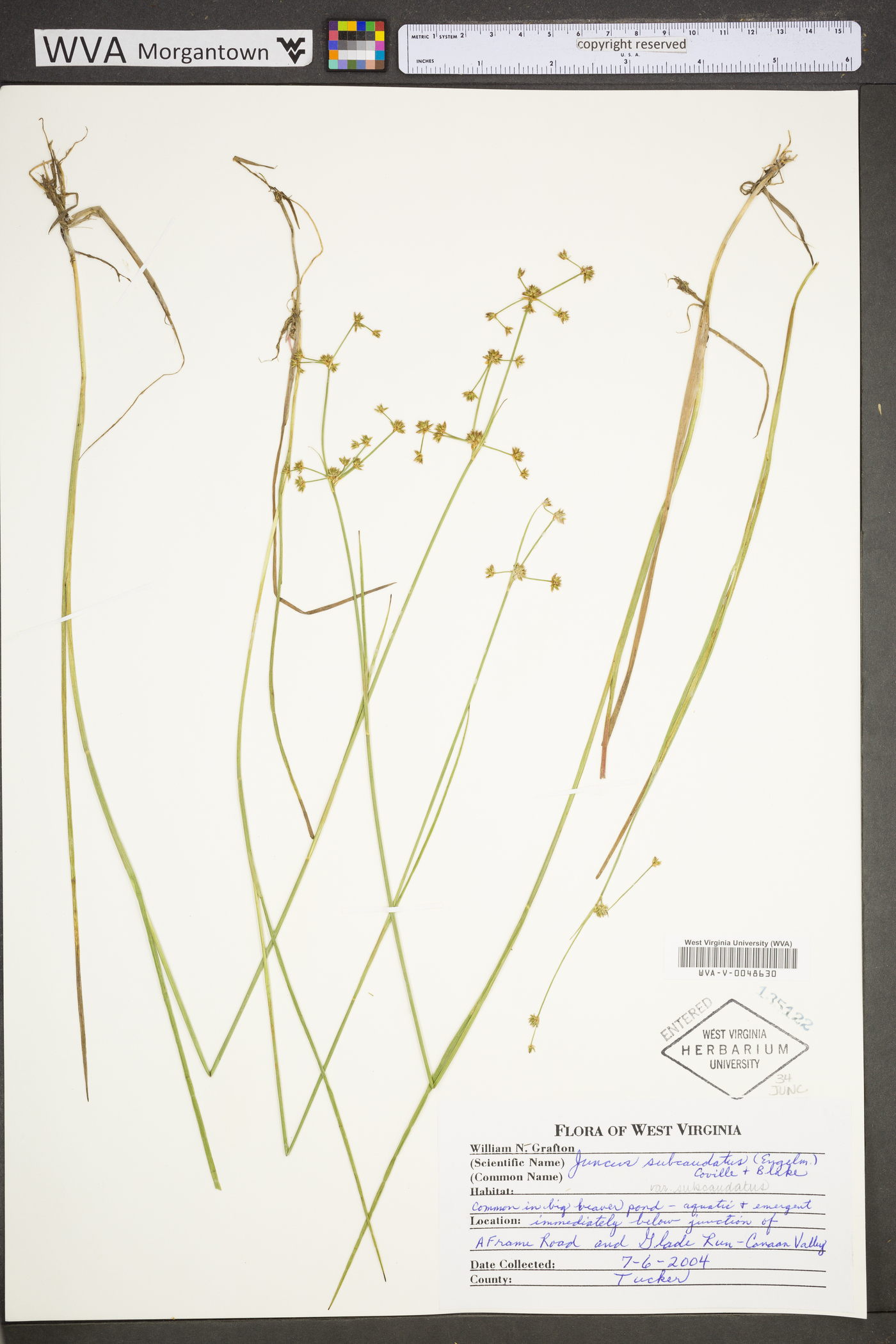 Juncus subcaudatus var. subcaudatus image