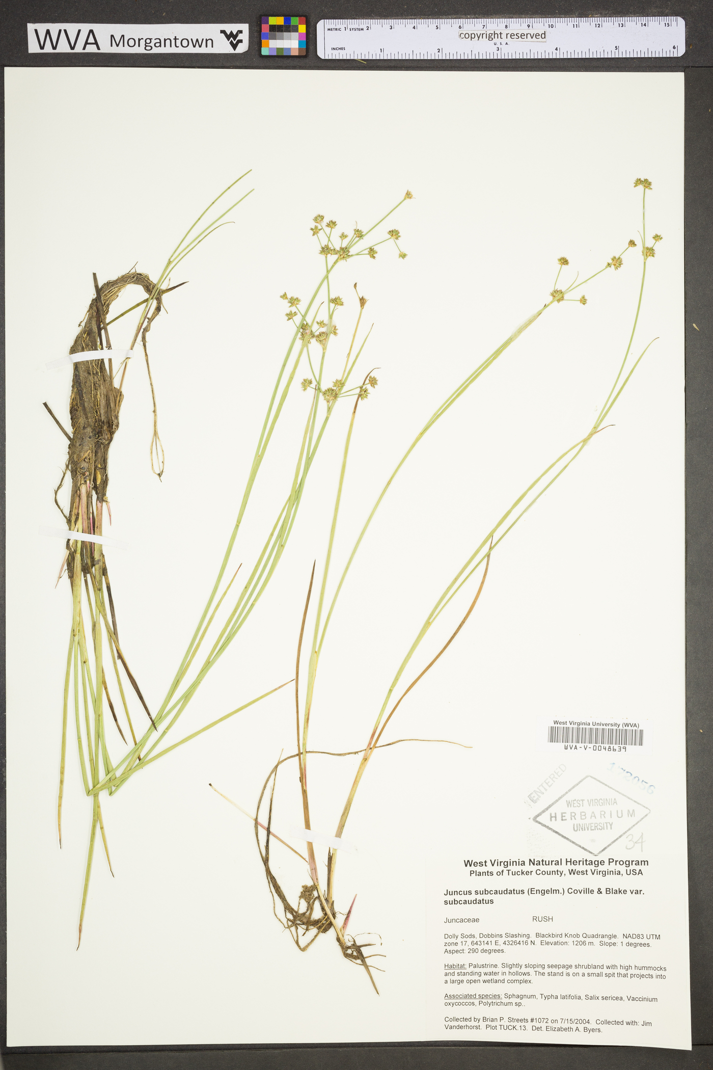 Juncus subcaudatus var. subcaudatus image